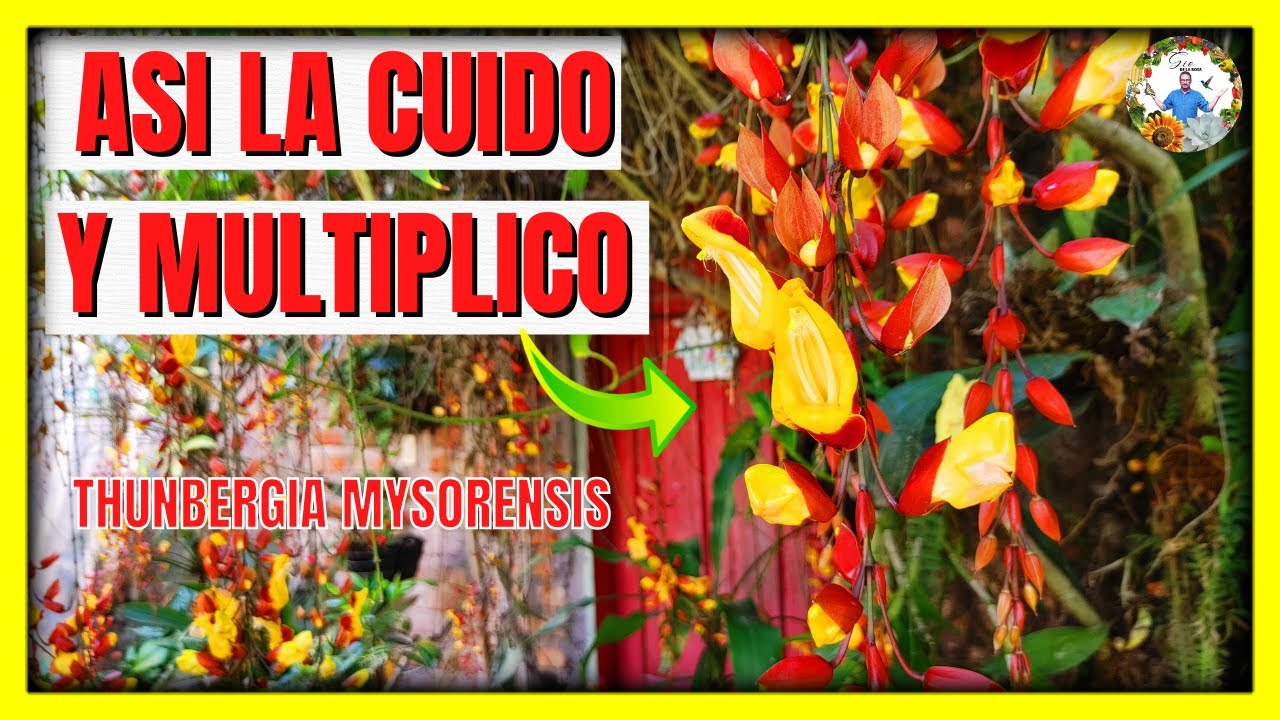 CUIDADOS Y COMO SE MULTIPLICA la ENREDADERA THUNBERGIA MYSORENSIS | Gio de la Rosa