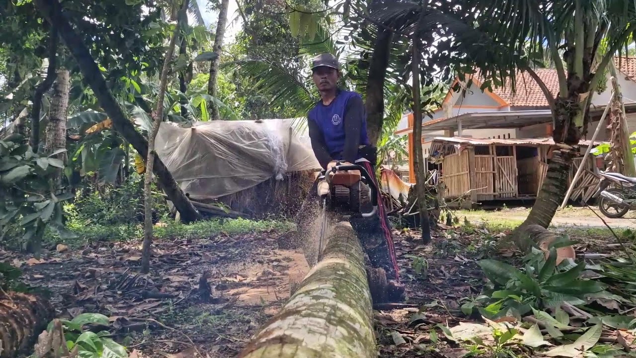 WATCH A GENIUS WORKER CUT WOOD WITH A MODERN HAND SAW!!-agriculture farming