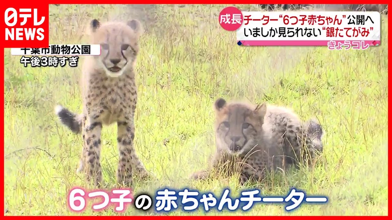 【成長】６つ子の赤ちゃんチーター  来週一般公開へ