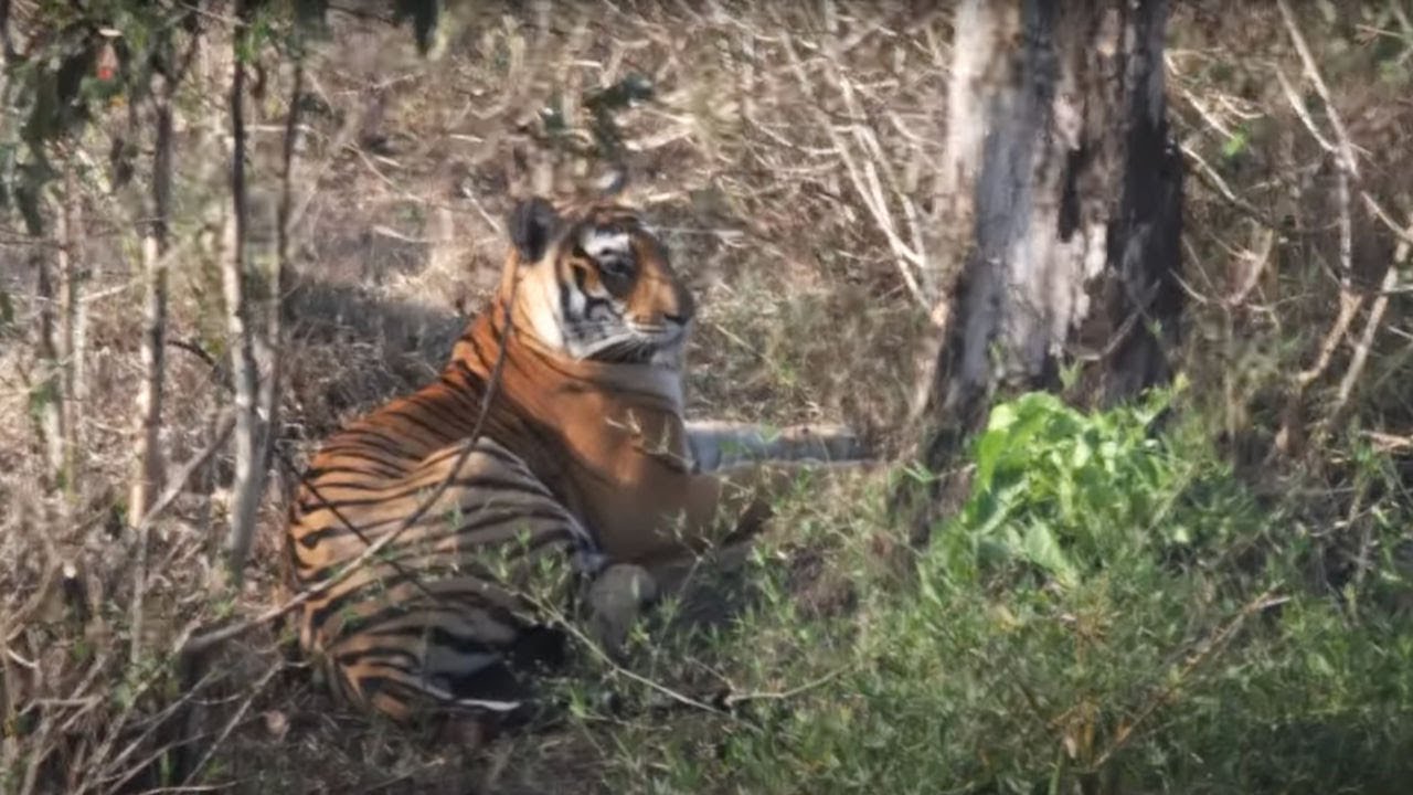 Nagarhole Tiger Reserve- Bus Safari- Tigress Hunting Sighting- Feb 2024