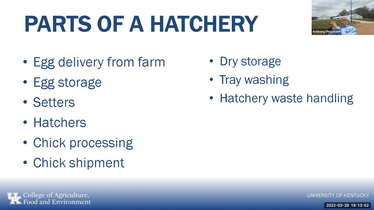 Incubation and hatchery management