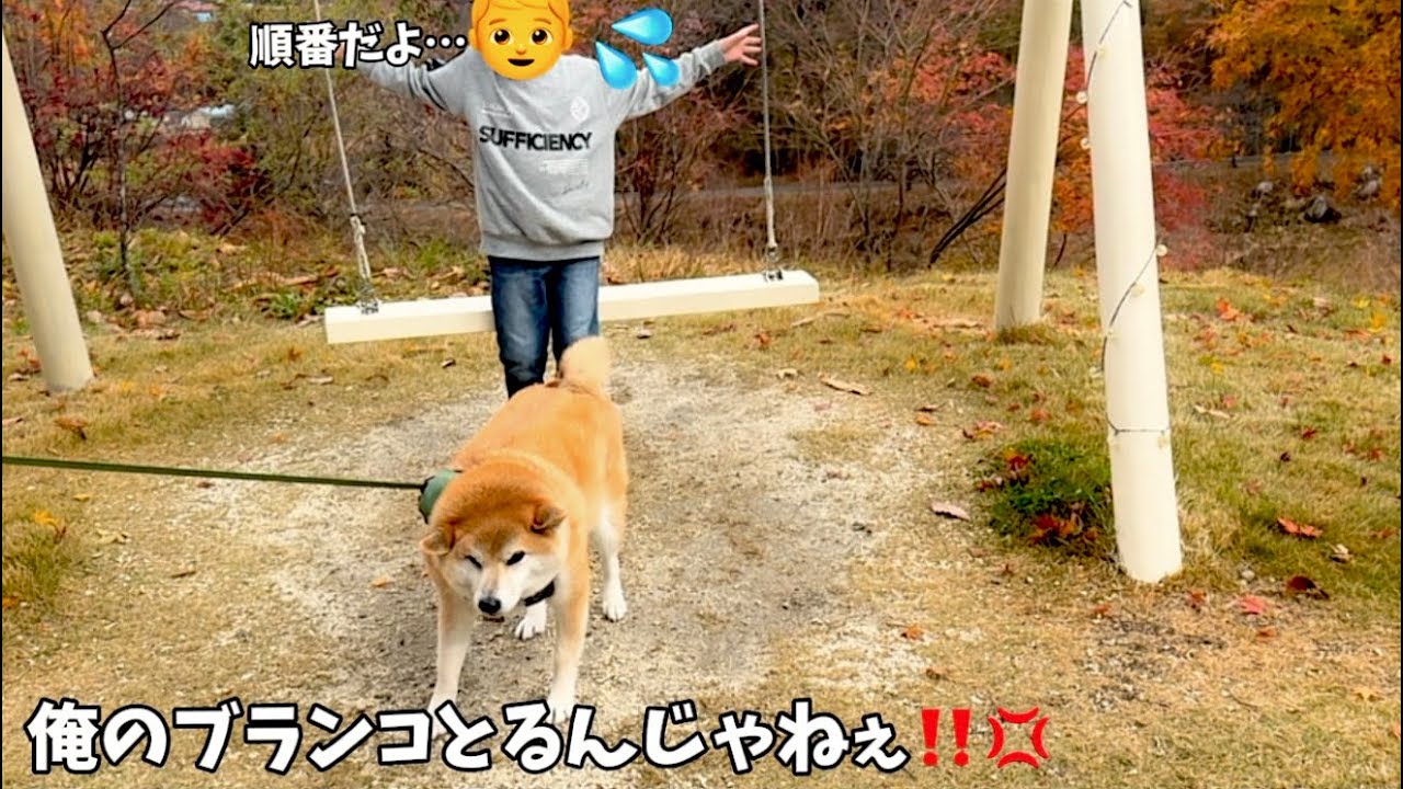 旅先で見つけたブランコを独り占めしようとする柴犬の行動がやばすぎました…