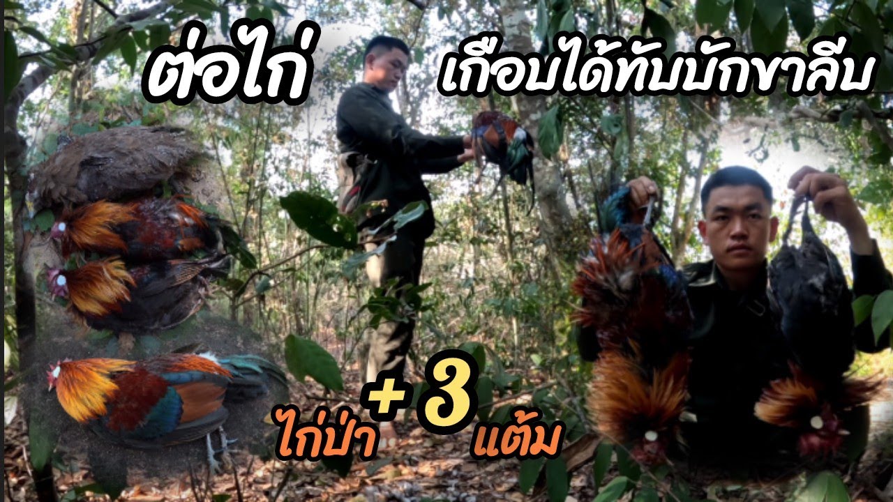 เข้าป่าคนเดียวจัดไปสามแต้ม เกือบได้ทับบักขาลีบ15 กุมภาพันธ์ ค.ศ. 2026