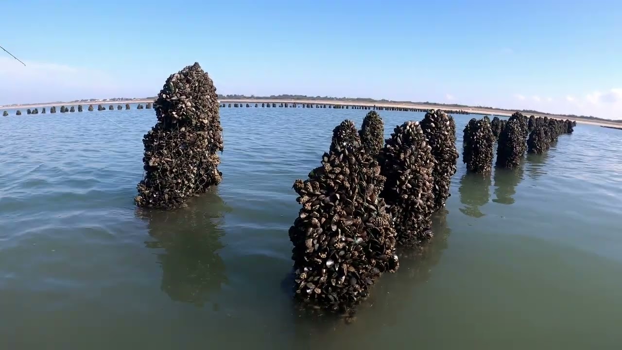 PECHE DANS LES BOUCHOTS