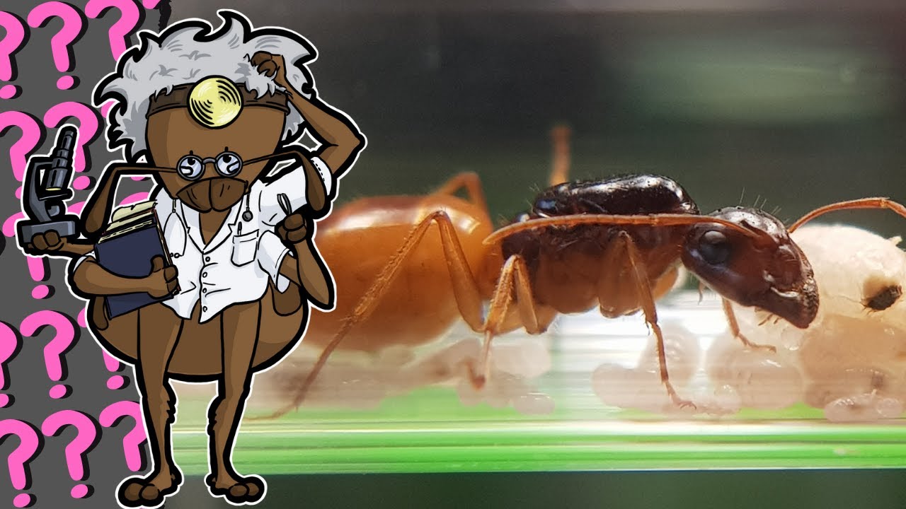 C’est quoi comme fourmis ? turkestanus VS fedtschenkoi (taxonomie) ! [vidéo bonus]