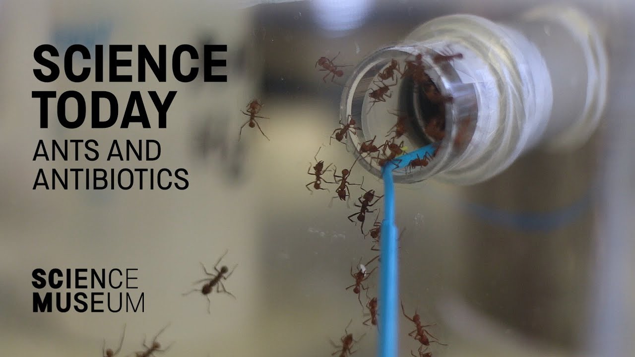 How fungus-farming ants might help us develop new antibiotics
