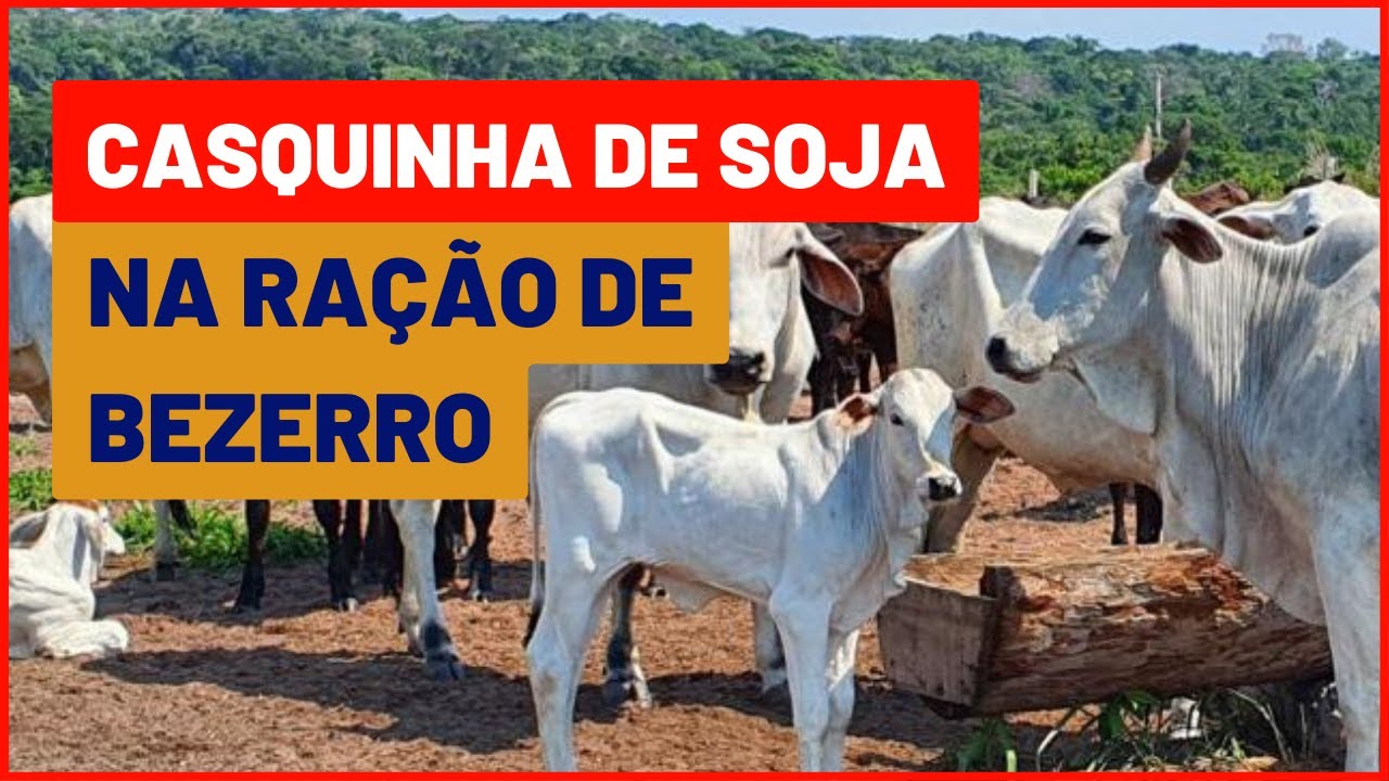 CASQUINHA DE SOJA na RA&Ccedil;&Atilde;O de ENGORDA DE BEZERRO