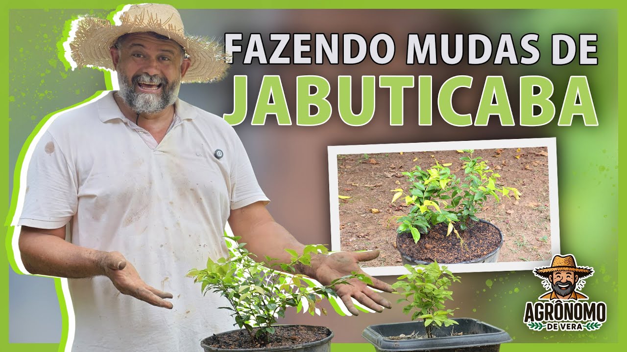 Mudas de JABUTICABA muito RÁPIDO 