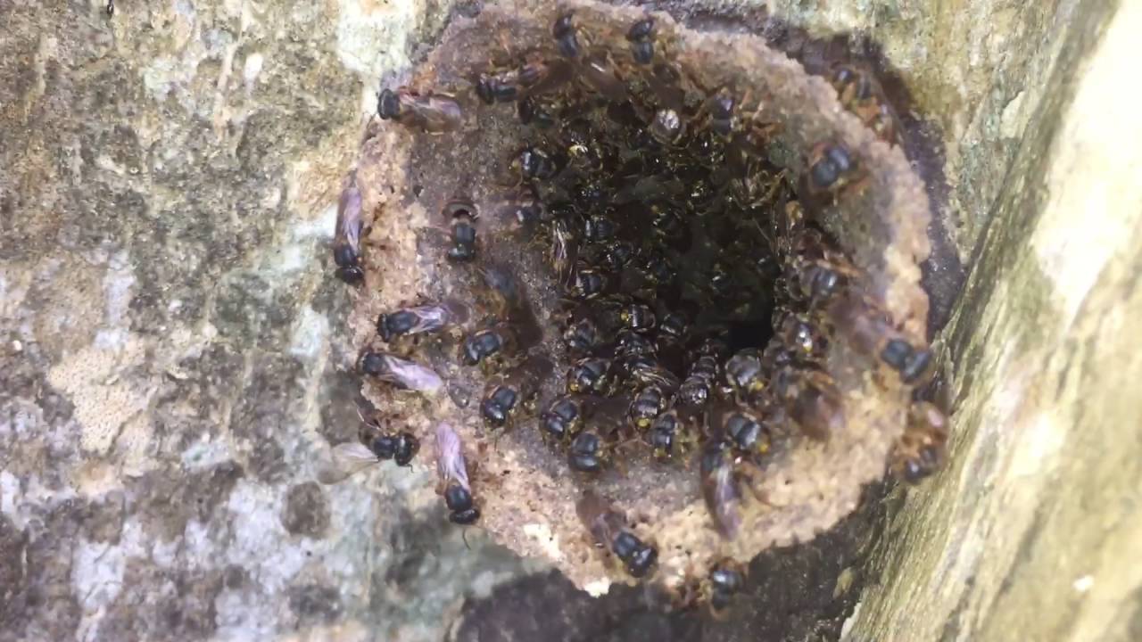 Mandaguari Amarela  (scaptotrigona postica)