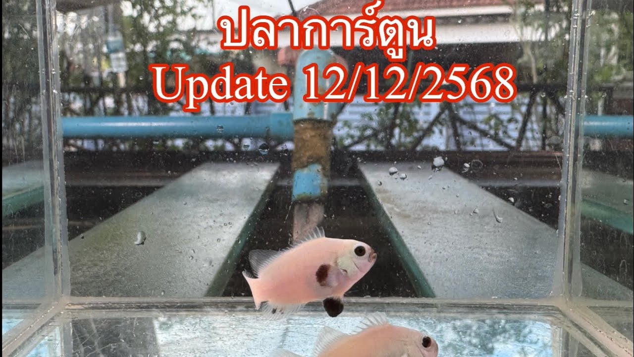 ปลาการ์ตูน update 12/12/2568