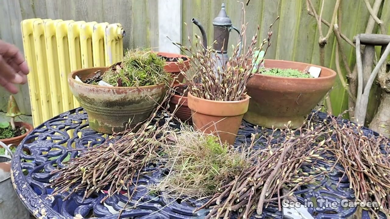 How To Prune Hornbeam (Carpinus Betulus) | Spring Garden Jobs & Wildlife Care