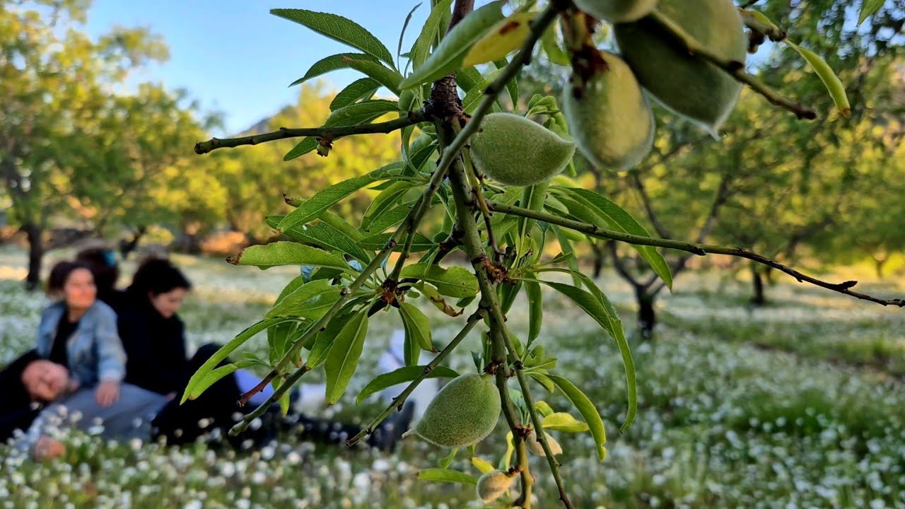 Village Life | Green Almond Harvest | Pickling & Roasting Almonds | Datca, Turkey