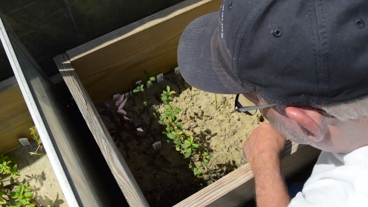 Episode 115 - Propagating Hardwood Cuttings:  An Update on Our Results!