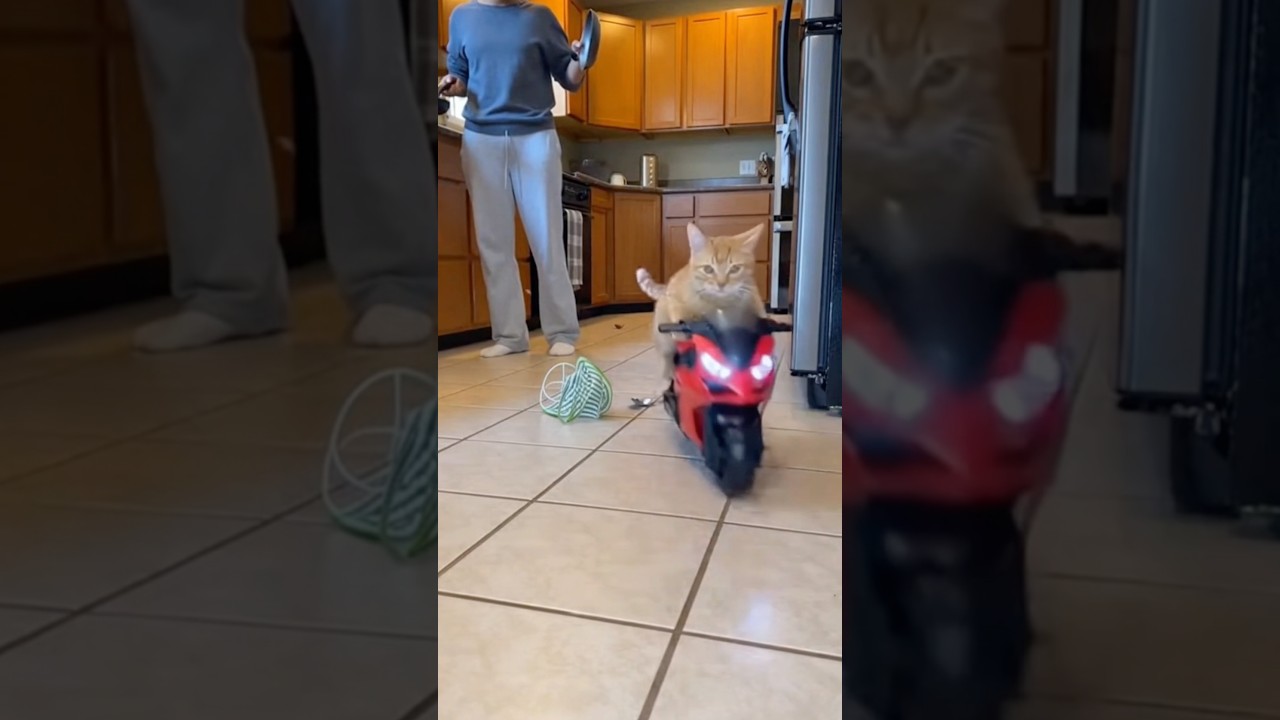 Orange Cat vs. Humans 🐱🤣#orangecat #fyp #funnyanimals #viral #cats