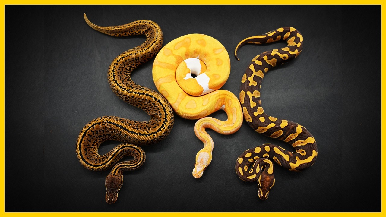Can You Guess These Ball Python Morphs? | Morph ID Challenge