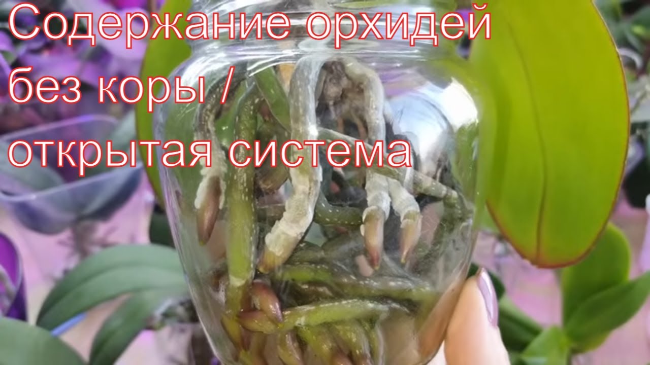 Обзор орхидей в открытой системе. Проблема, с которой можно столкнуться. Часть 1