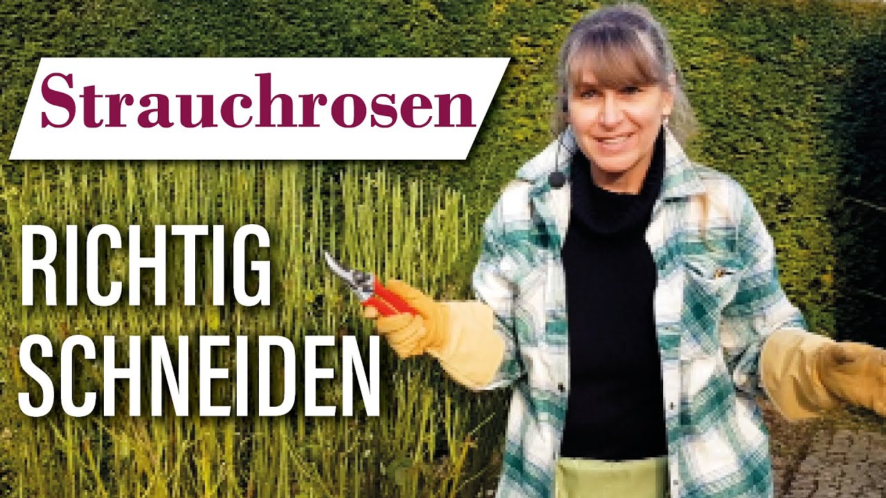 Strauchrosen schneiden im Frühjahr 🌸✂  Teil 3 | So klappt's richtig!