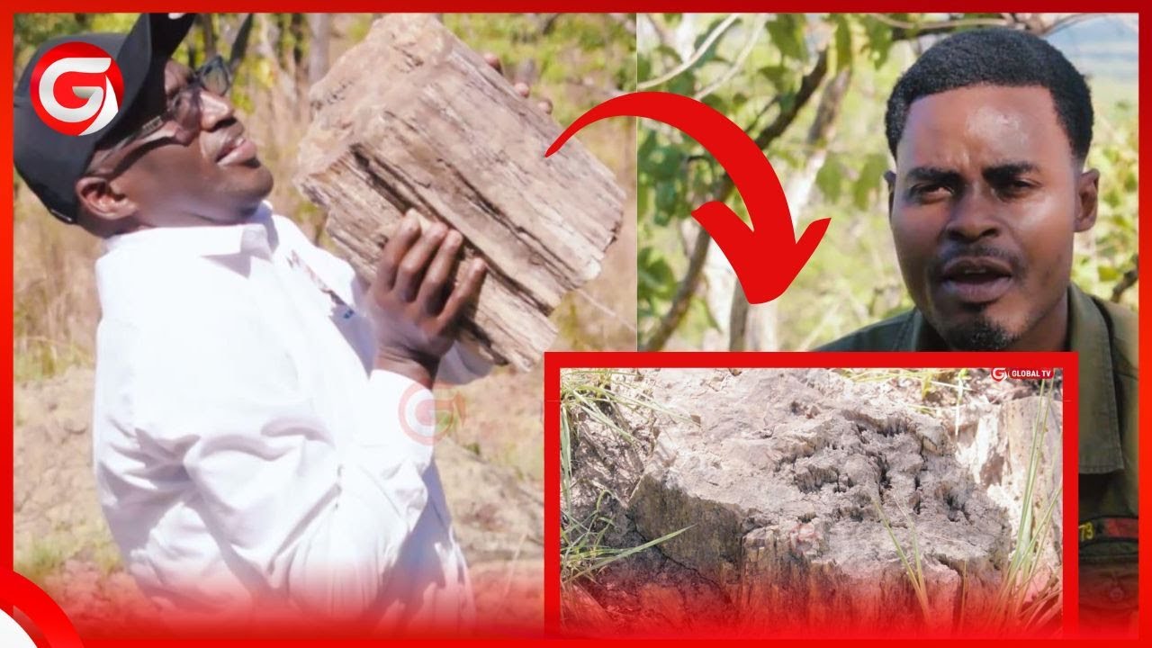 PORI kwa PORI TUNAKUTANA na MTI wa AJABU UNAOBADILIKA KUWA MWAMBA NDANI ya HIFADHI ya NYERERE...