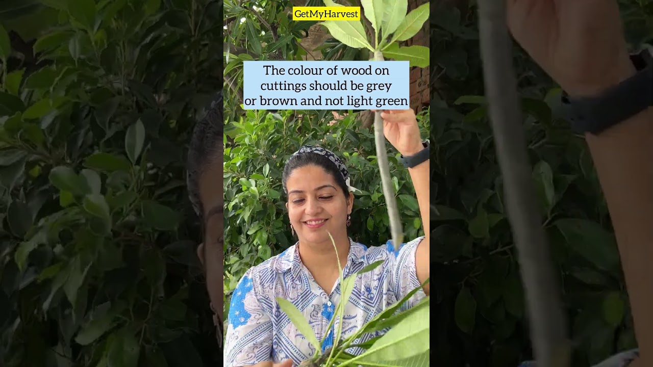 गमले में कटिंग से चंपा कैसे उगाएं | Grow Beautiful Plumeria Plant from cutting #Shorts