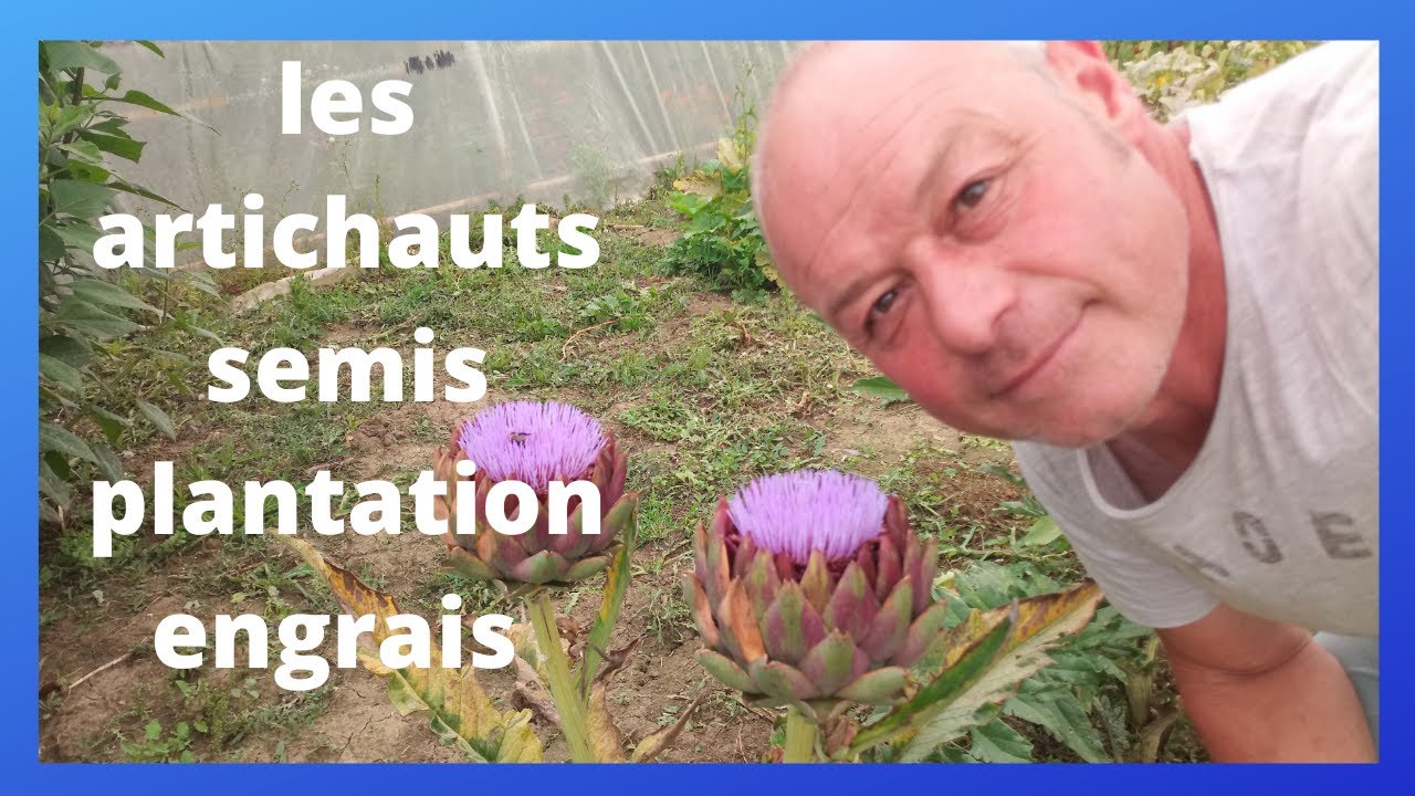 les artichauts  : plantation ,  semis protection pour l hiver ,,,engrais