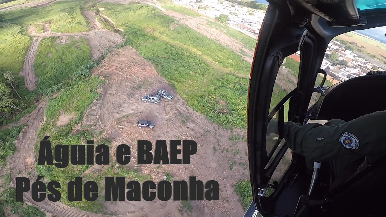 Águia Sorocaba e BAEP - Pés de Maconha.