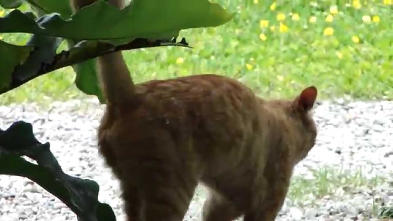 CAT BEHAVIOR 2    ==== URINE MARKING ====