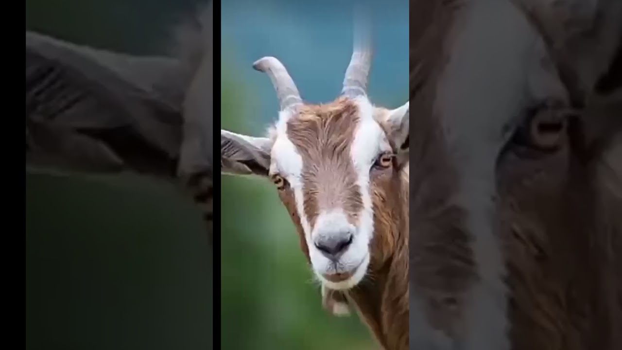 sanpi goat