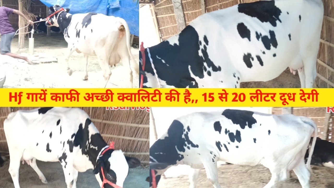 Hf गायें काफी अच्छी क्वालिटी की है,, फर्स्ट टाइमर गाये हैं,, 15 से 20 लीटर दूध देगी।।।।#Rsdfvlog।।