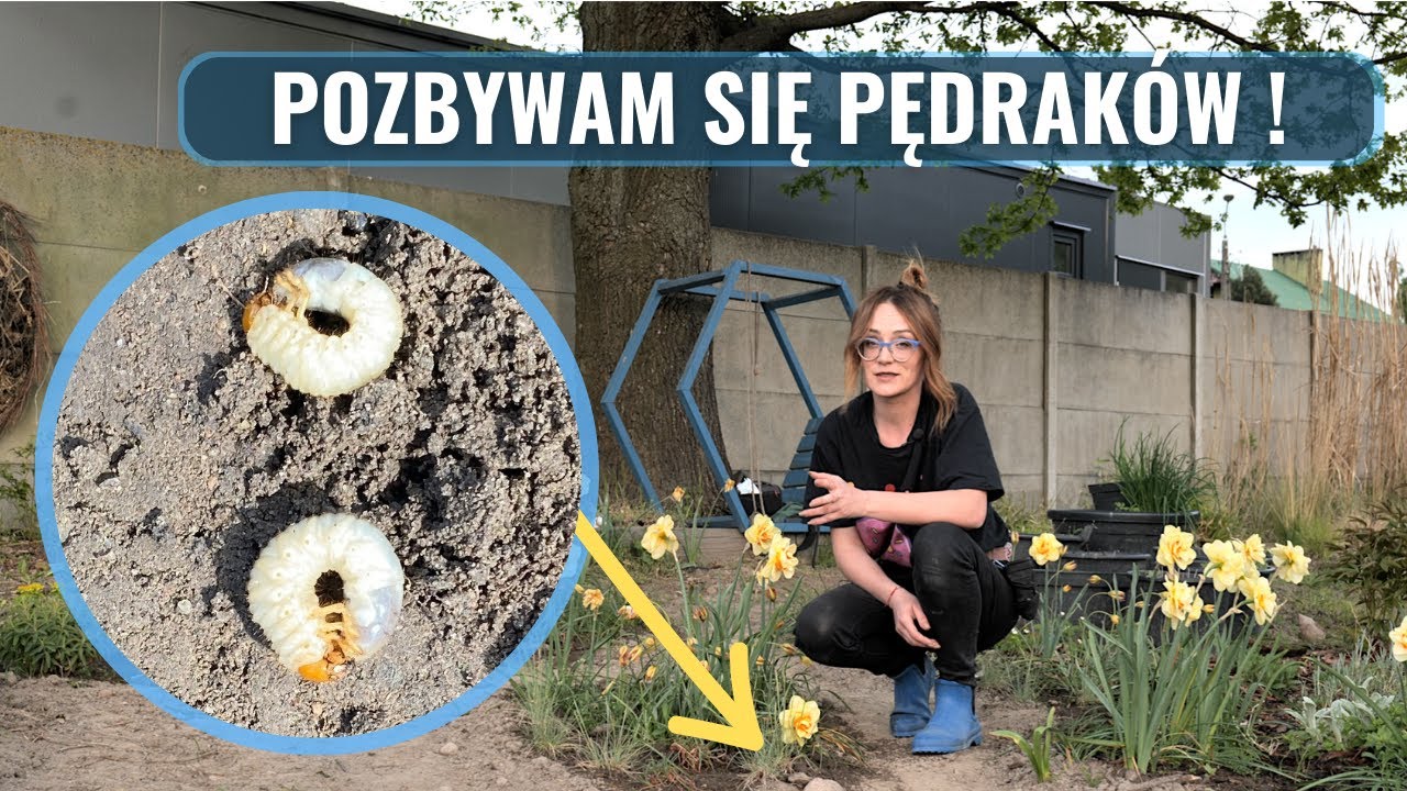 PĘDRAKI- Jak Pozbyć Się Pędraków z Ogrodu, Trawnika