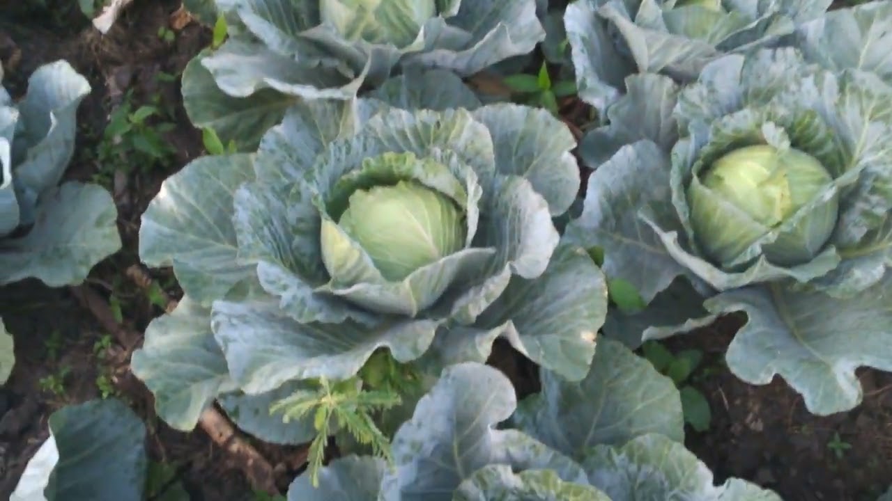 Emboga ne Nakati bituse