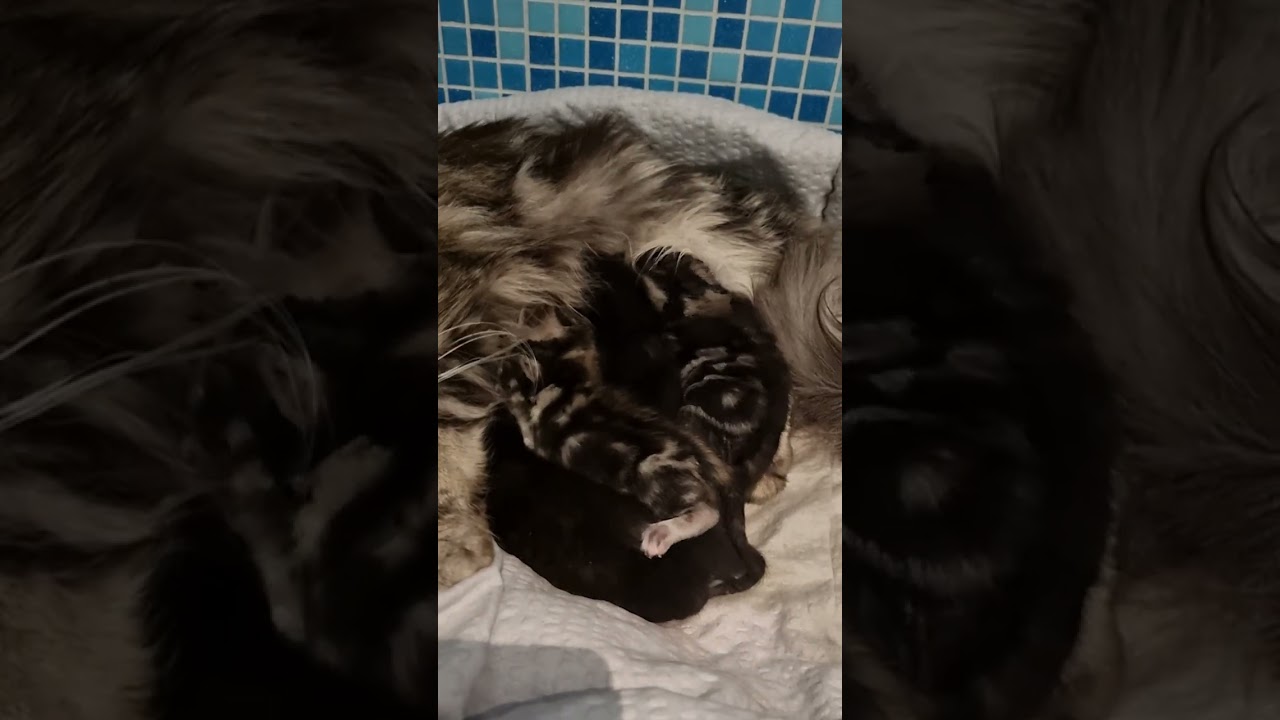 Maine Coon mother of 4 kittens compilation 1