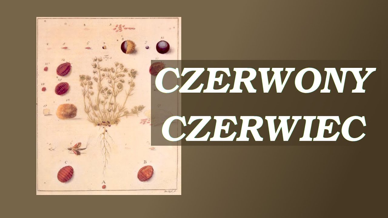 Historia małego robaczka, ktory kolor czerwony i miesiąc czerwiec nazwał