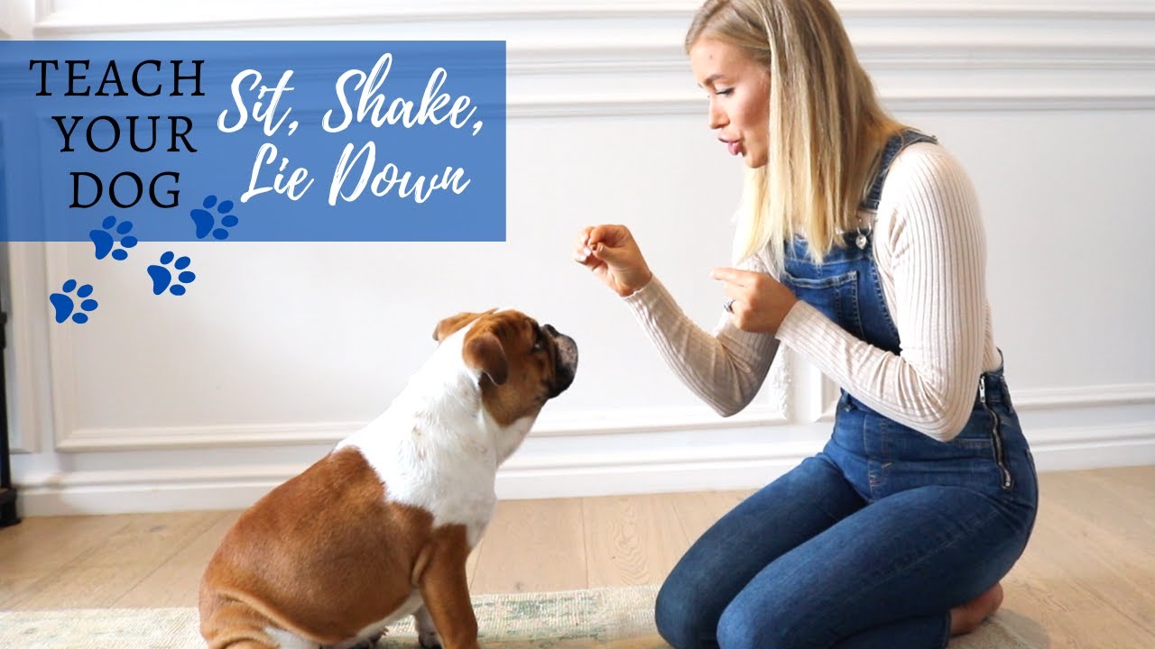 TRAIN YOUR DOG TO SIT, SHAKE, AND LIE DOWN | HOW TO TRAIN YOUR PUPPY TO SIT |TEACH DOG TO SHAKE