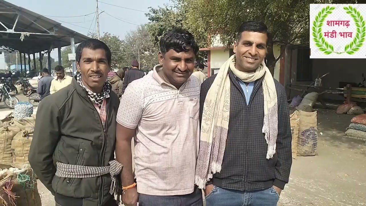 Shamgarh Mandi bhav January 30, 2026