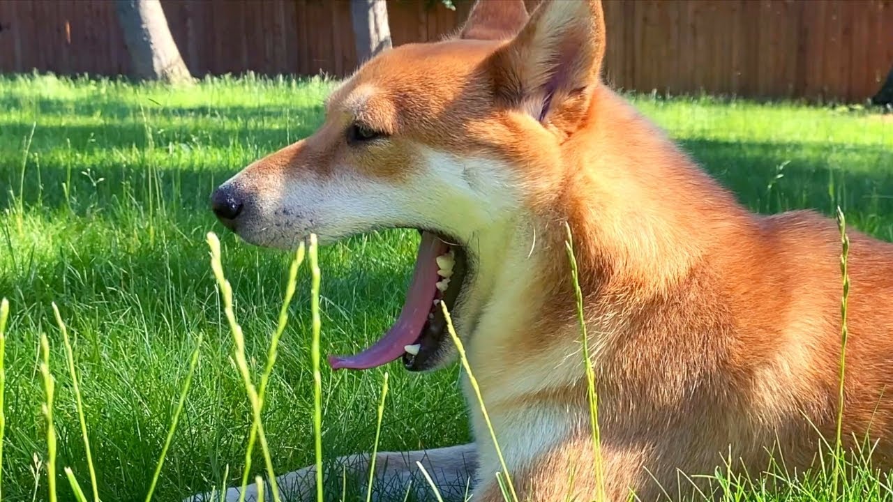 What You Need to Know About Shiba Inu | Super Shiba