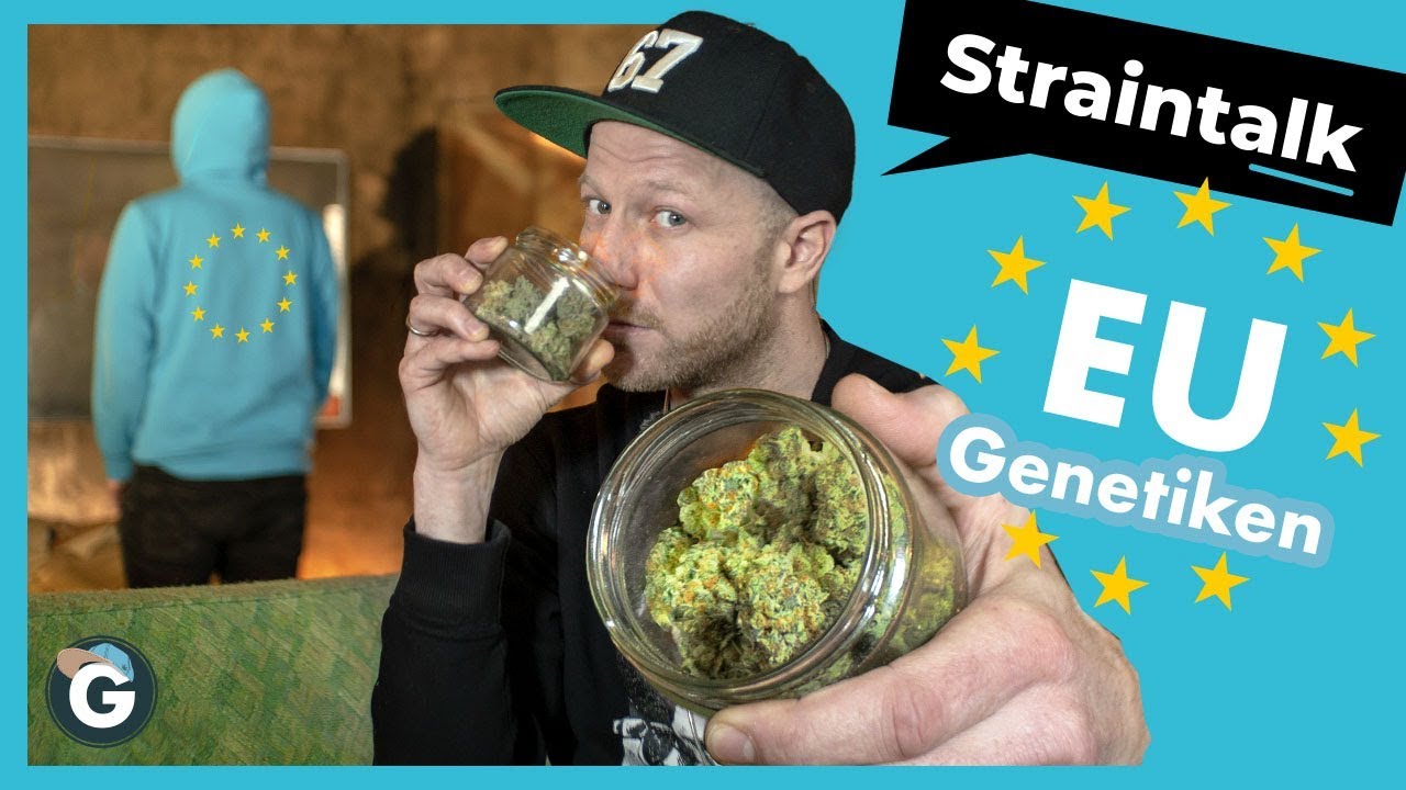 Klassische EUROP&Auml;ISCHE Cannabis Sorten | Straintalk mit einem Grower