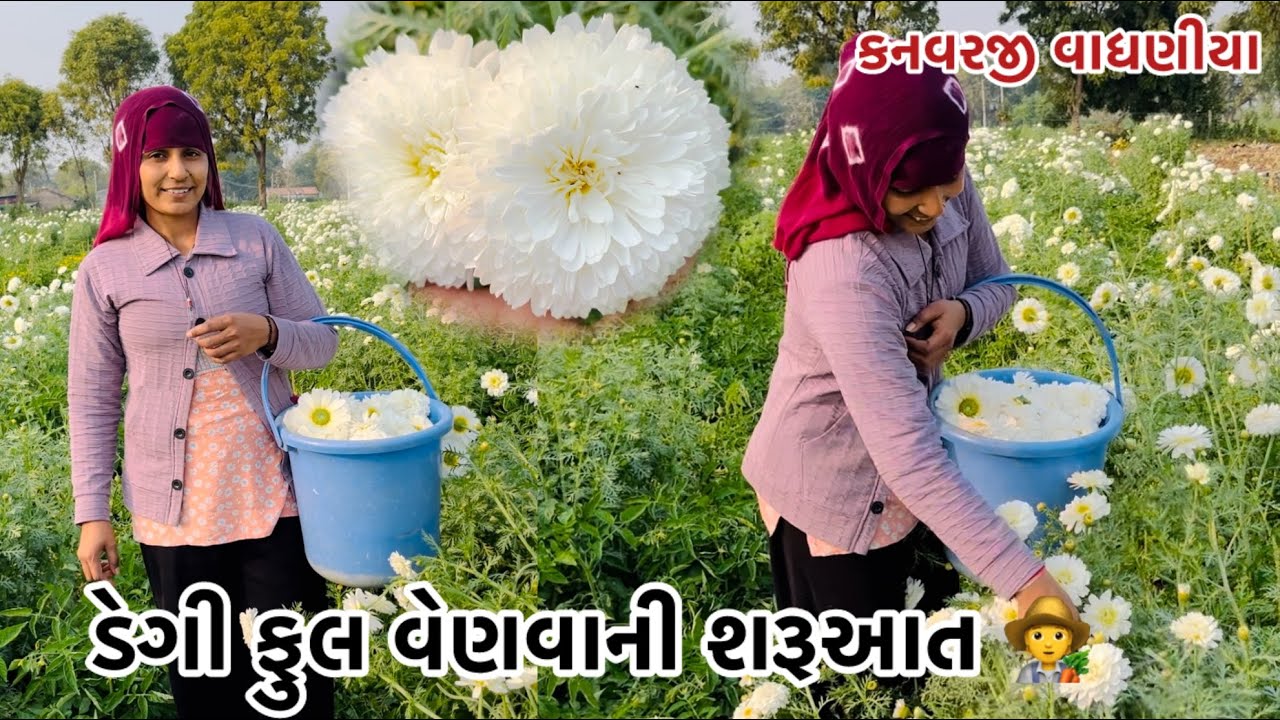 ડેગી ફુલ વેણવાની શરૂઆત#vairalvideo #farming #p_k_vadhaniya