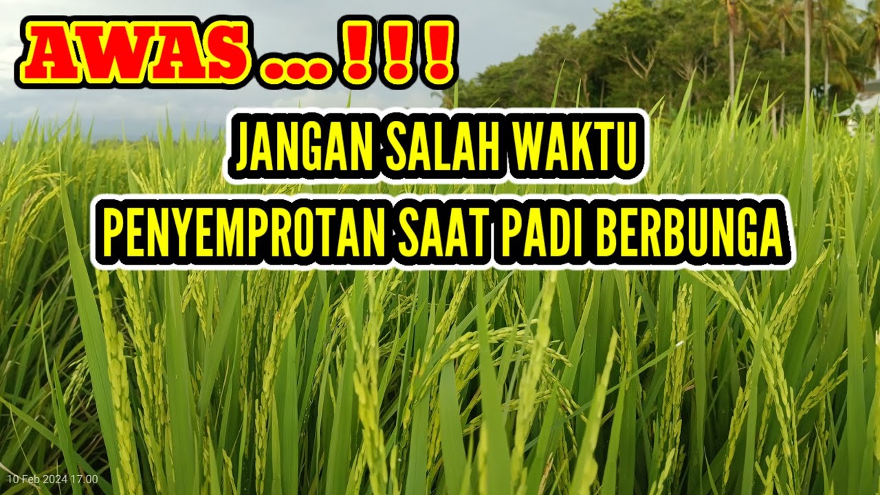 waktu yg tepat penyemprotan fungisida dan nitrisi saat padi berbunga