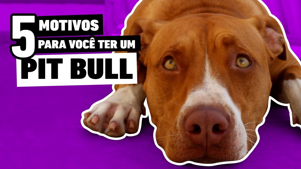 PITBULL : 5 MOTIVOS PARA TER UM