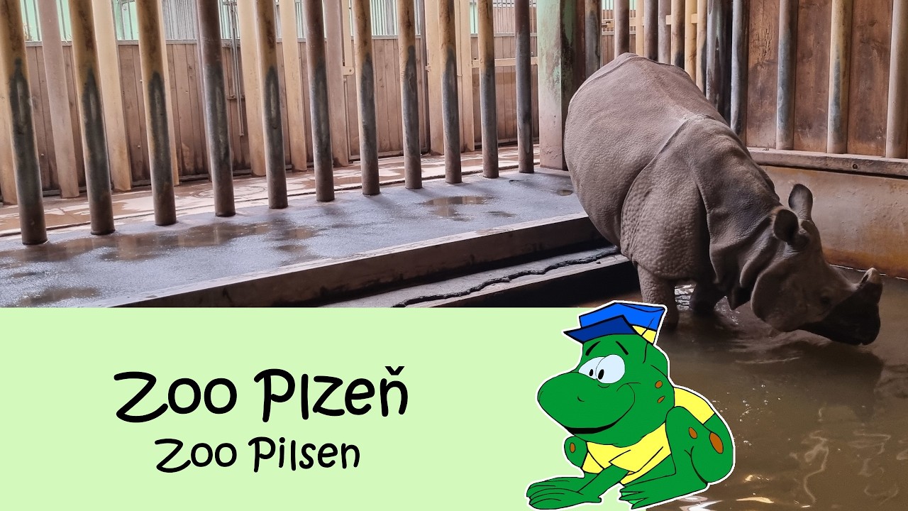 Zoo Plzeň, Zoo Pilsen, zomer 2025