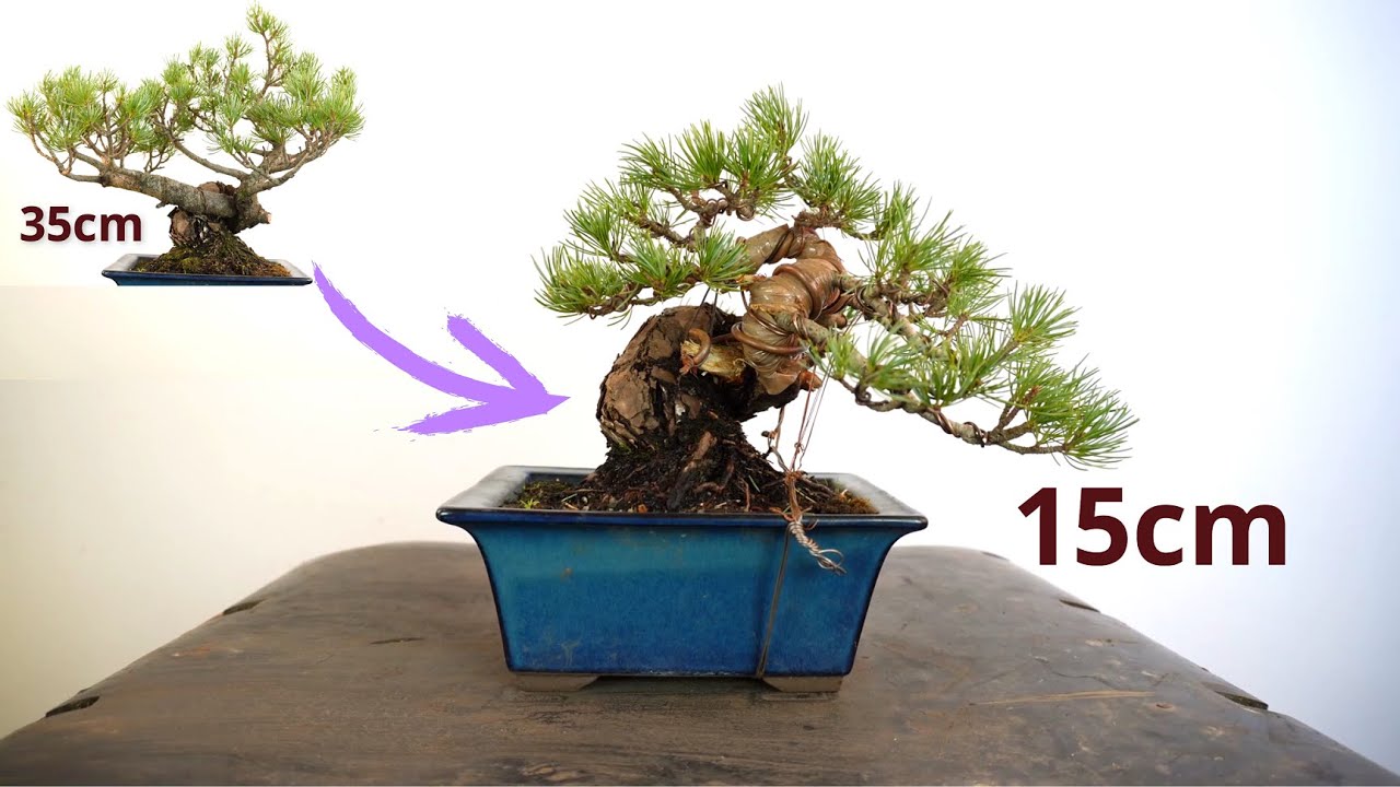 Pentaphilla pine bonsai styling