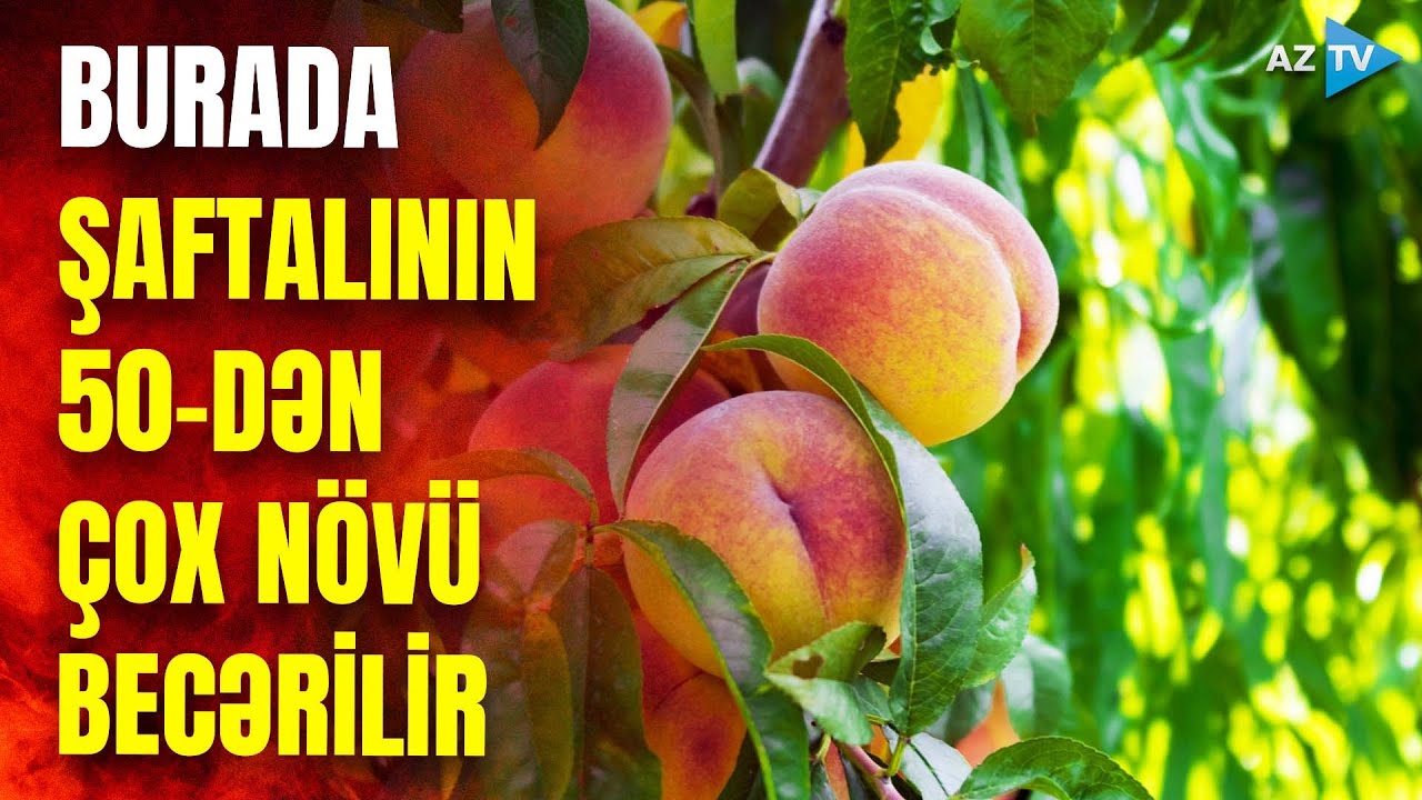 Xaçmazda şaftalı yığımı - Fermerlər məhsuldarlıqdan razıdırlarmı?