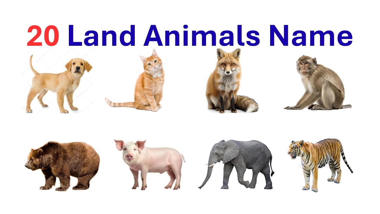 20 Land Animals Name in English and Urdu | Learn Animal Names | Wild Animals Name