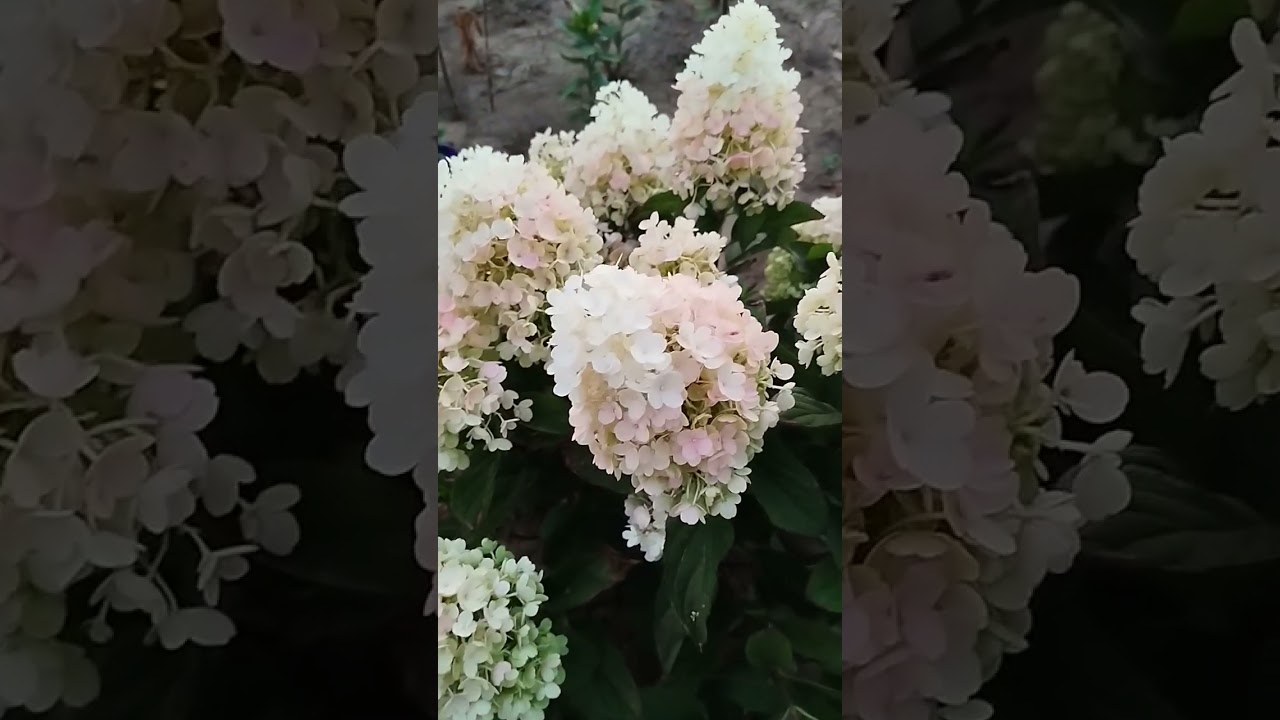 Ампельные петунии серии Изи Вейв Блю и мои великолепные метельчатые гортензии. 