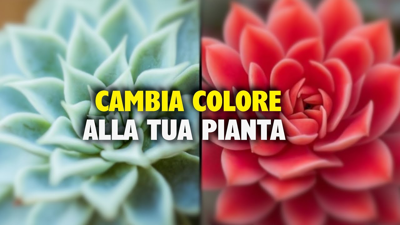 Come cambiare il colore delle PIANTE GRASSE dal verde al rosso in modo naturale? &Egrave; possibile!