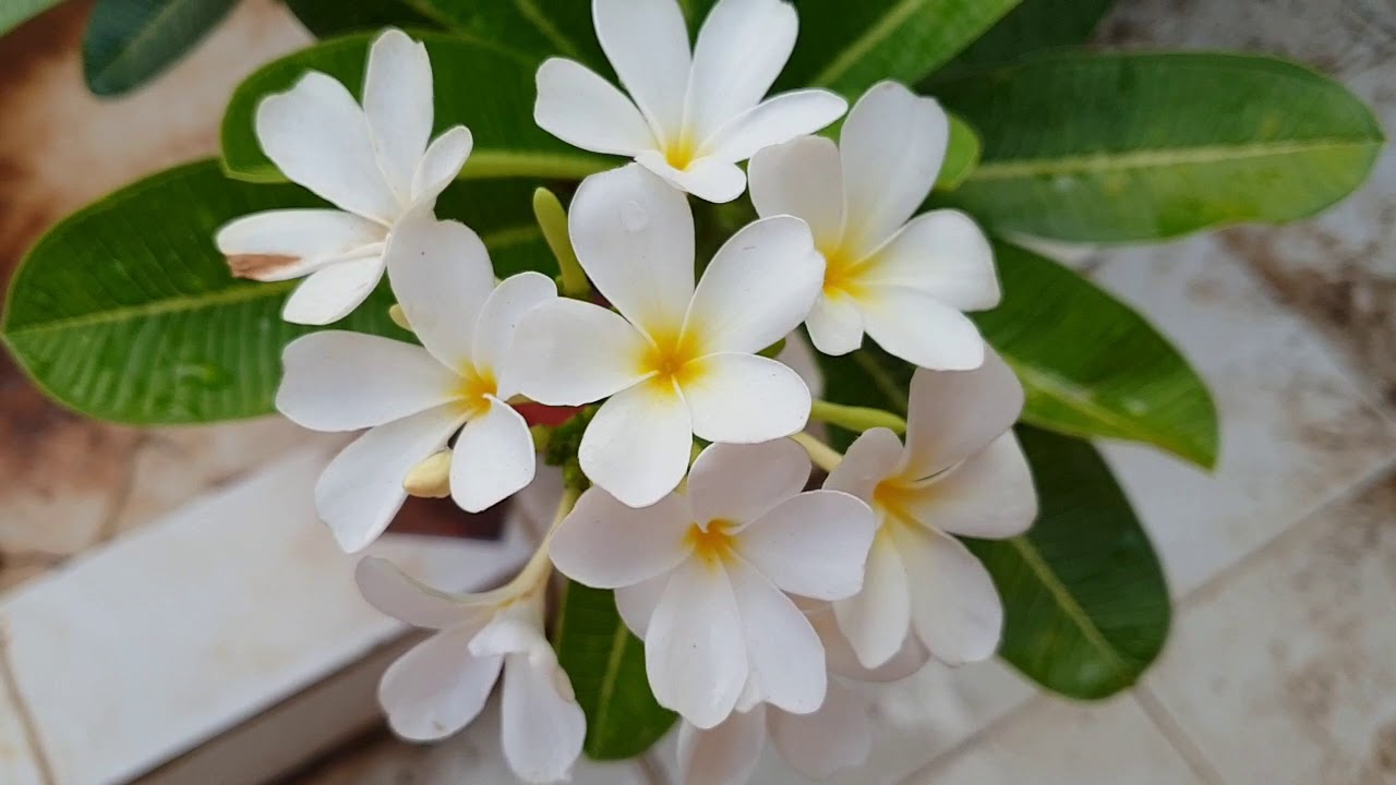 Care of Champa Plant / Plumeria Plant || How to Grow and Care Champa / Plumeria Plant