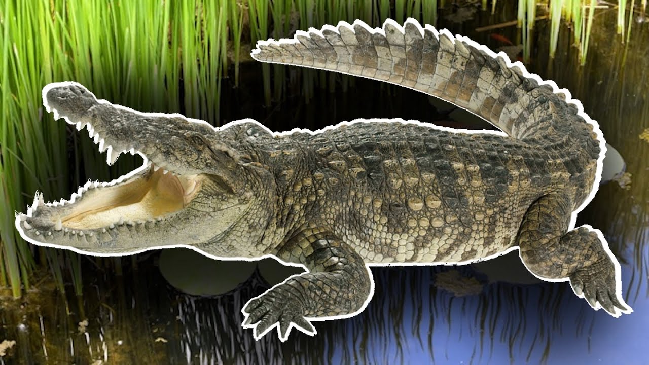 Werecrocodile transformation ASMR (READ DESCRIPTION)
