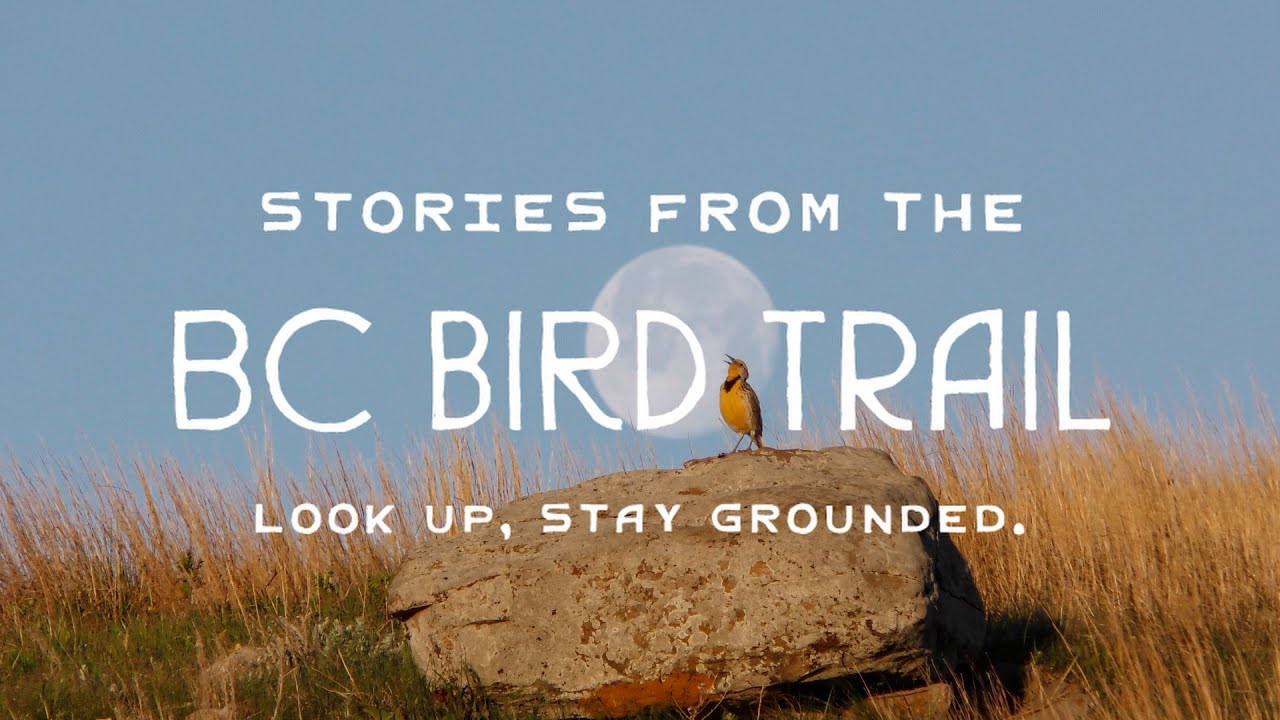 Coming Soon: Stories from the BC Bird Trail (Birding, Community, and Conservation)