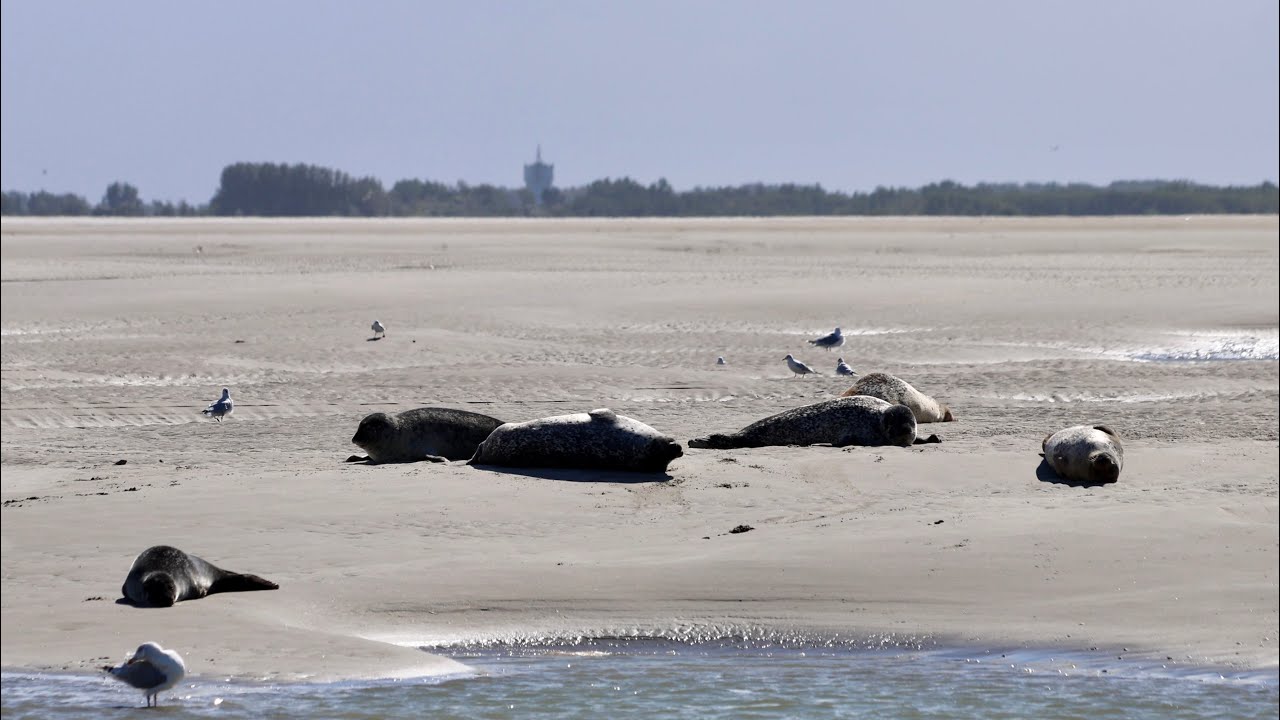 Normandy Beaches & Seal spotting - End of French trip 2024