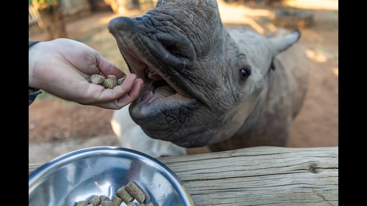 Orphaned baby rhinos find hope at Care for Wild Rhino Sanctuary